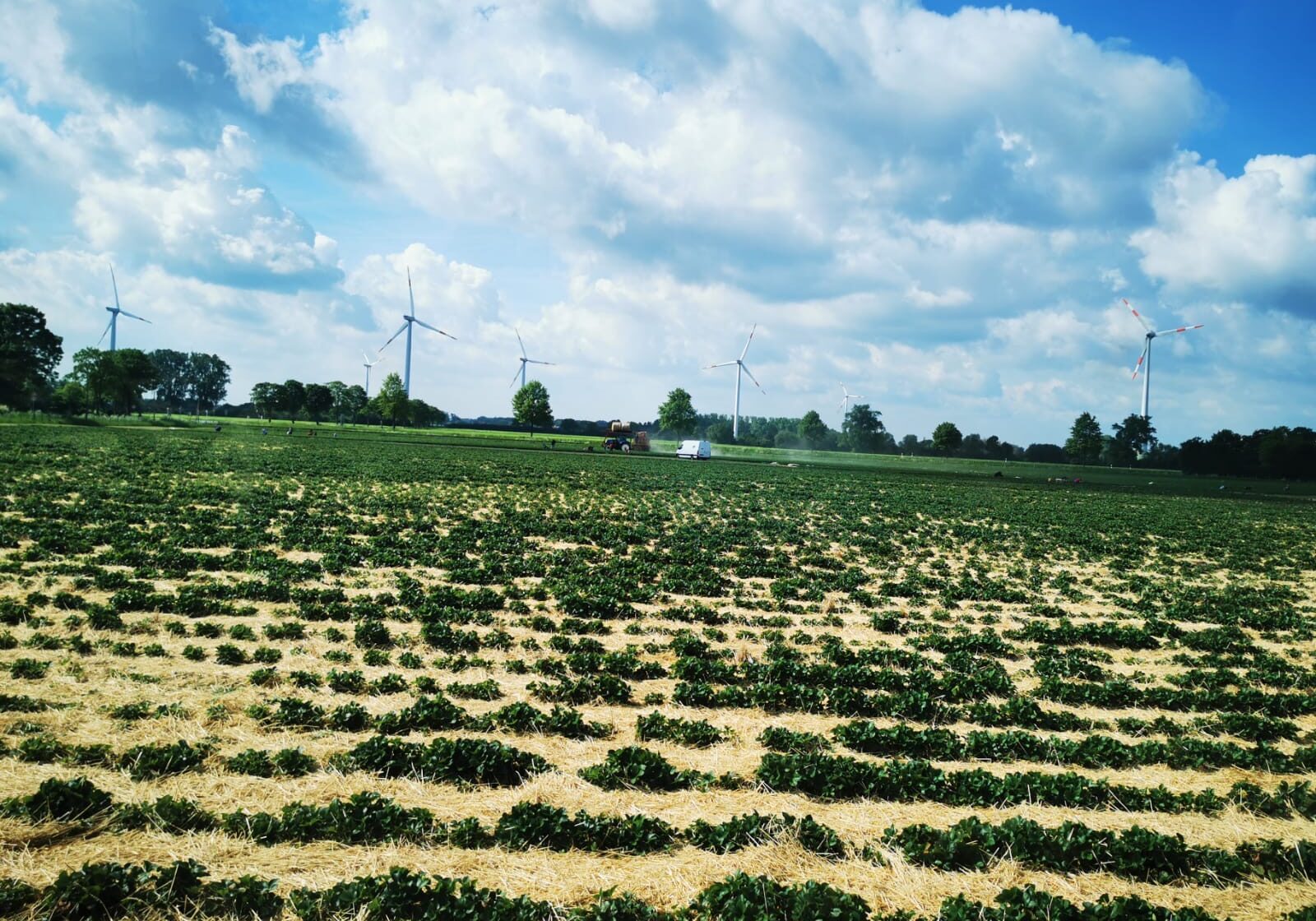 Erdbeerfeld mit Windrädern im Münsterland, Luftaufnahme